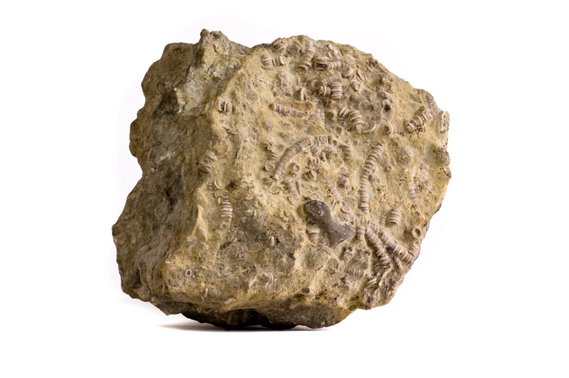 fossilized rock rich in crinoids